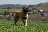 BULLMASTIFF 403